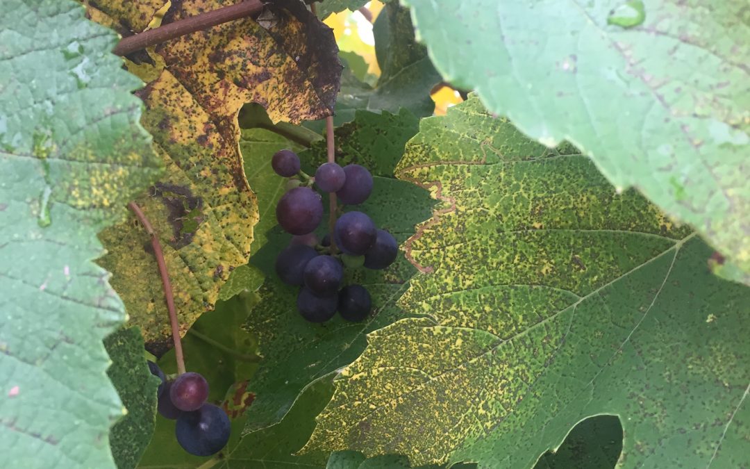 Piedmont Autumn 2019