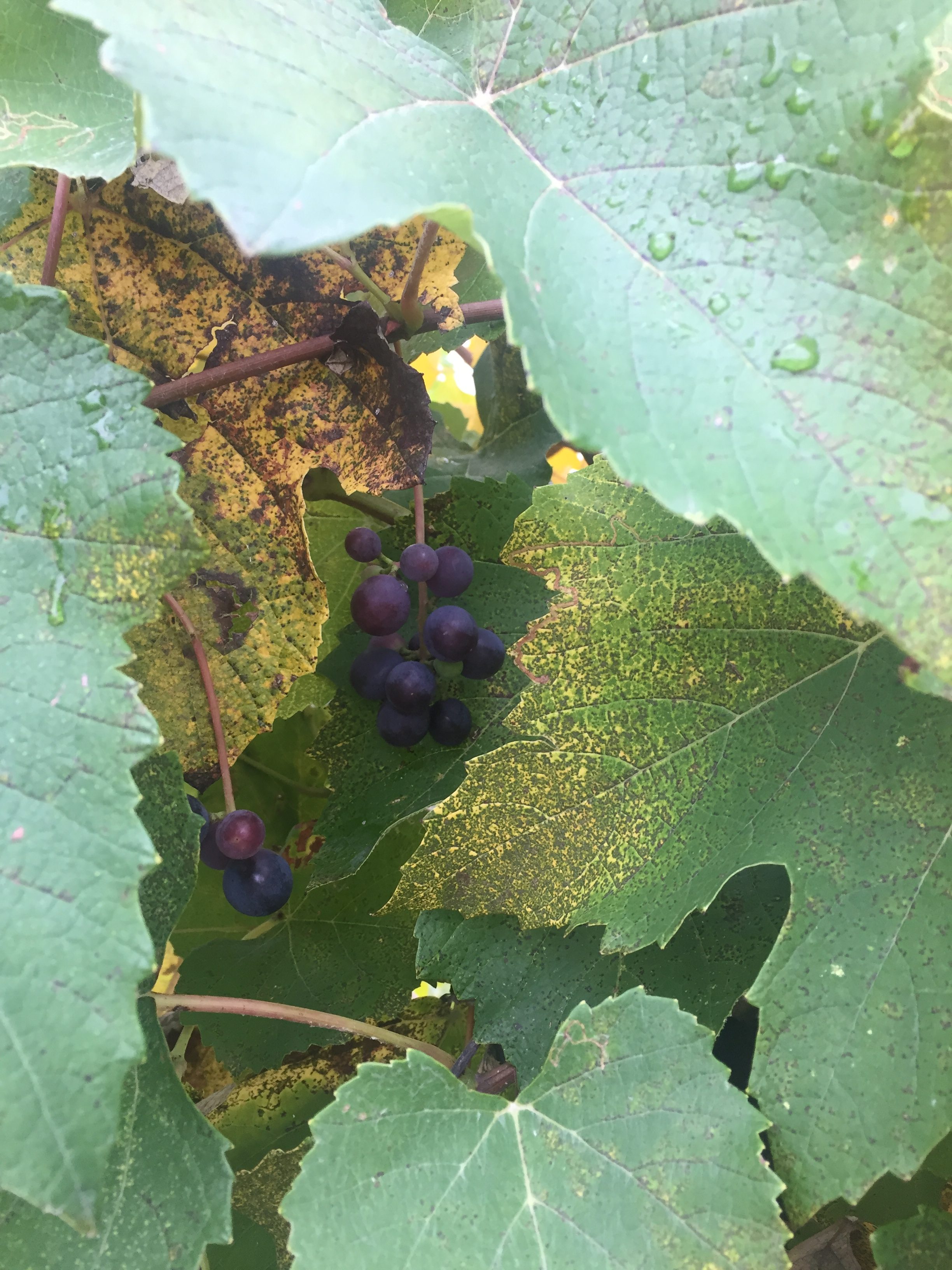 Piedmont Autumn 2019